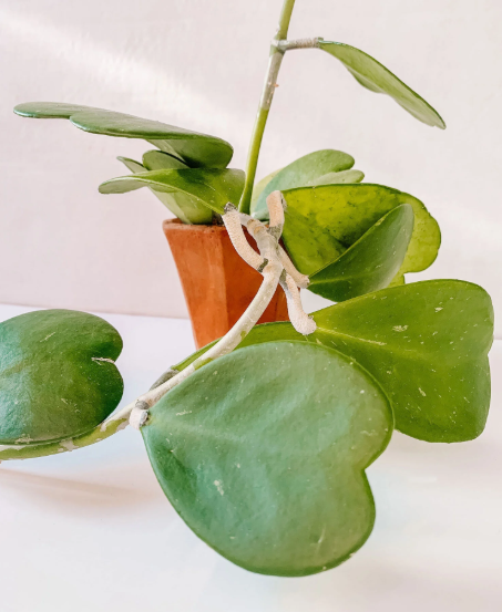 7 Heart-Shaped Plants Perfect for Valentine’s Day